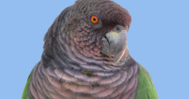 FEATURE: Birds on Coat of Arms of Caribbean territories